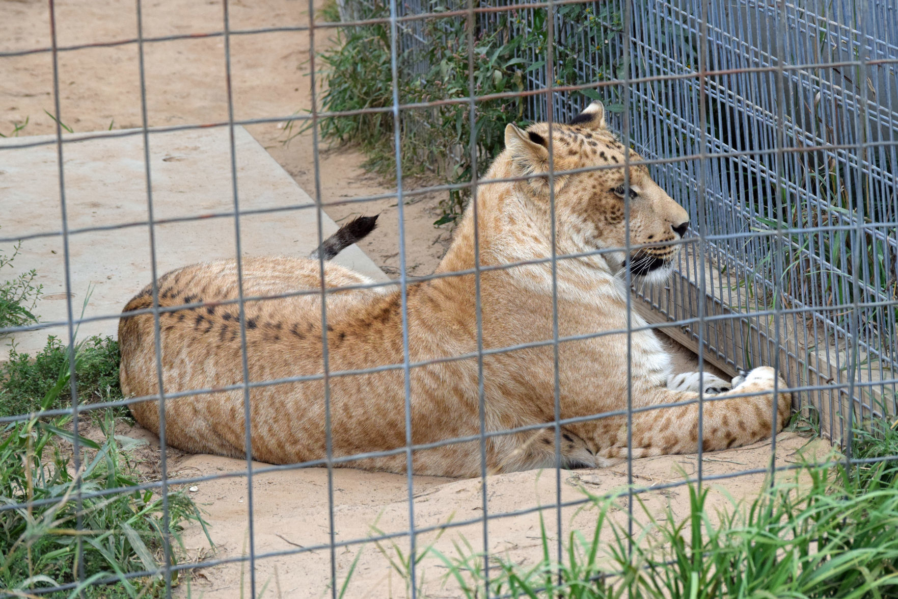 Big cat 9